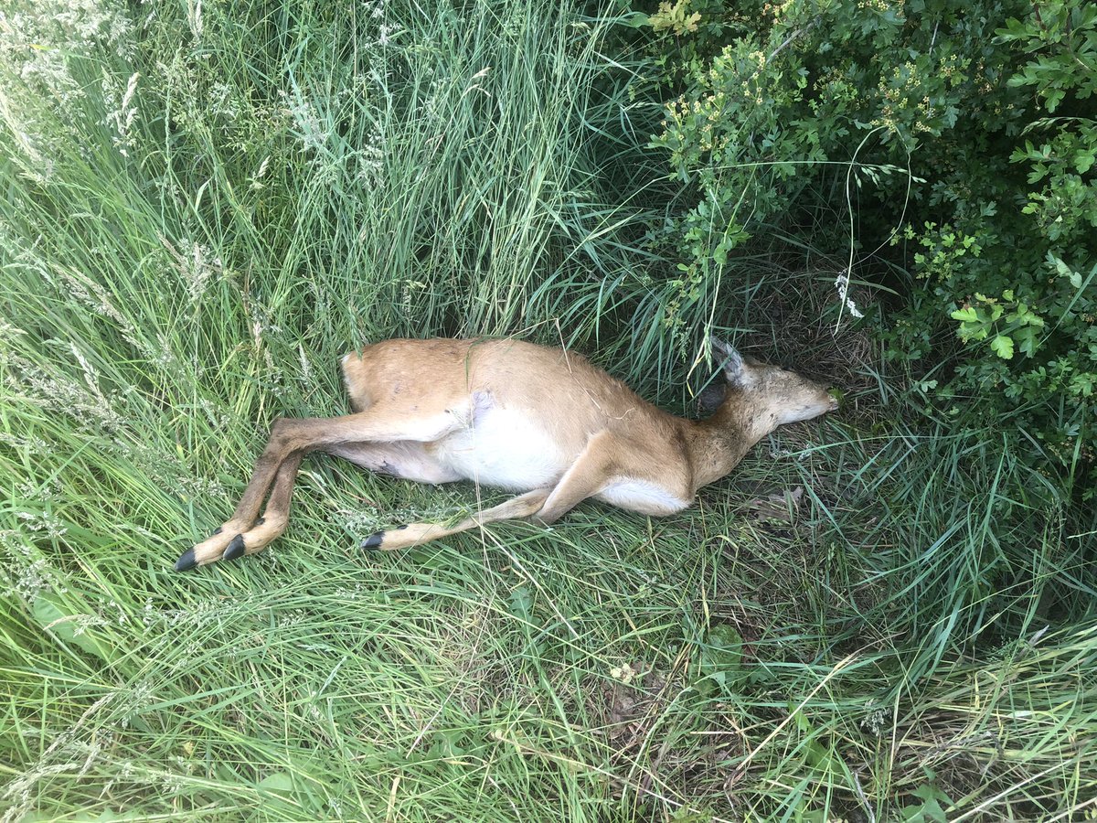 Weer een #ree doodgebeten door een loslopende hond, zeer triest. En als je de hond eigenaar erop aanspreekt om de hond aan de lijn te doen krijg je ook nog een onbeschoft antwoord
