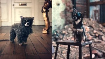 クルエラ 実写映画 に登場した犬の名前や種類 モデルは 最後にでてくる犬についても 足長パパのブログ