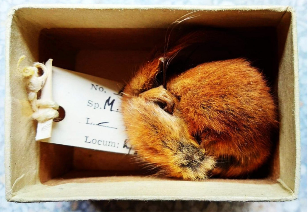 open_forest's tweet image. Niezwykły obiekt z naszej kolekcji orzesznica leszczynowa, która zapadła w sen zimowy, z którego nigdy się nie obudziła. Znaleźli ją w 1981 r. nad mazurskim jeziorem Oświn naukowcy z PAN. Model niemal idealnie okrągłej orzesznicy jest dostępny na OFD i na platformie Sketchfab