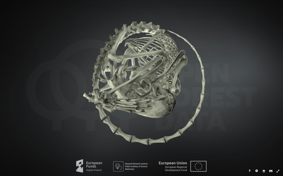 open_forest's tweet image. Niezwykły obiekt z naszej kolekcji orzesznica leszczynowa, która zapadła w sen zimowy, z którego nigdy się nie obudziła. Znaleźli ją w 1981 r. nad mazurskim jeziorem Oświn naukowcy z PAN. Model niemal idealnie okrągłej orzesznicy jest dostępny na OFD i na platformie Sketchfab