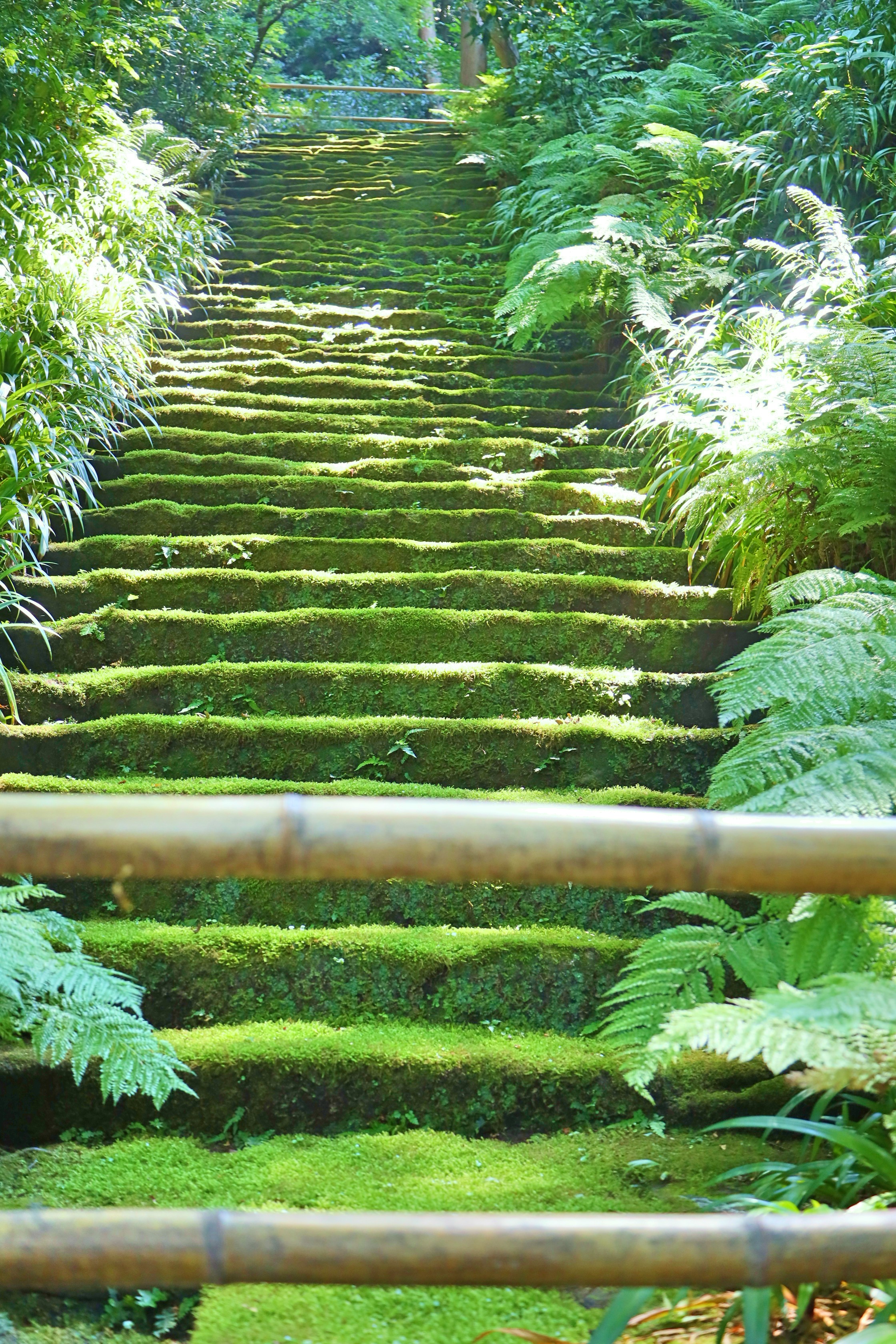 鎌倉なかむら庵 鎌倉の苔寺 妙法寺 T Co Uedojszml2 Twitter
