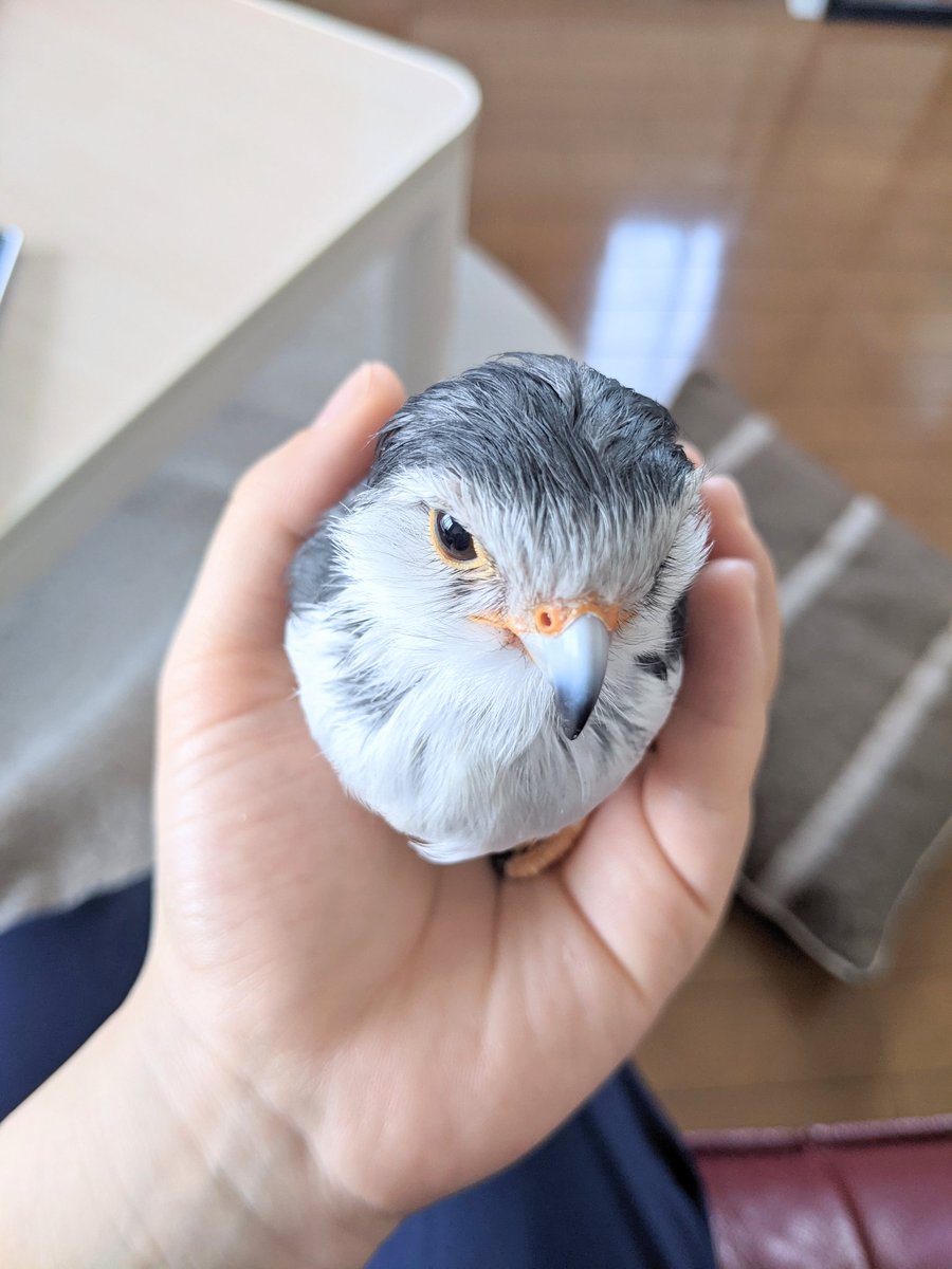 ピグミーファルコンのtwitterリアルタイム検索結果 Meyou ミーユー