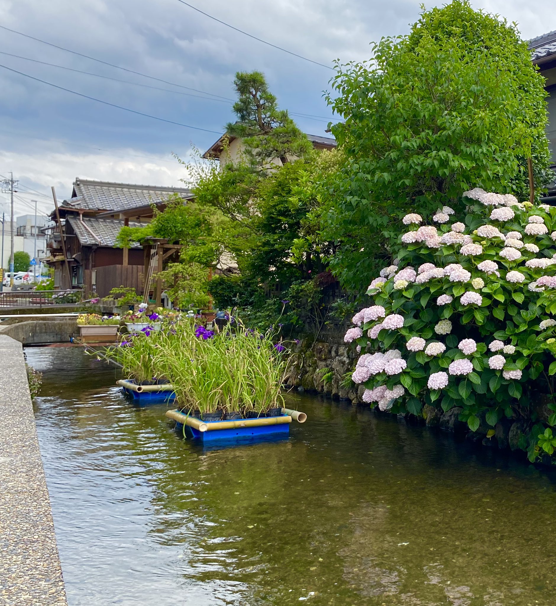 吉住みちこ 名張市旧町の城下川に浮かぶ 花菖蒲を乗せた 花筏 T Co Bzzycky49n Twitter
