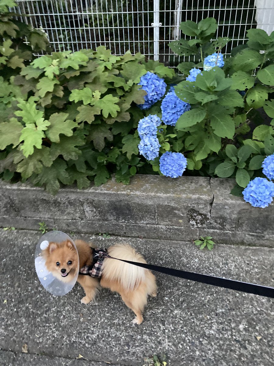 カノン Hotワード