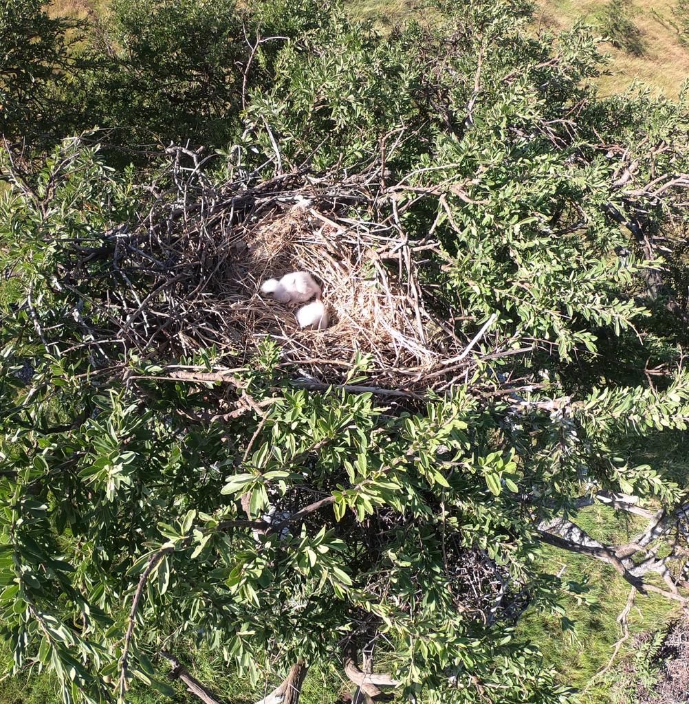 It looks like we are going to have another productive year for Tawny Eagles in the Mara! Check out these two recently hatched chicks. #tawnyeagle #kenyabirdofpreytrust #mararaptorproject