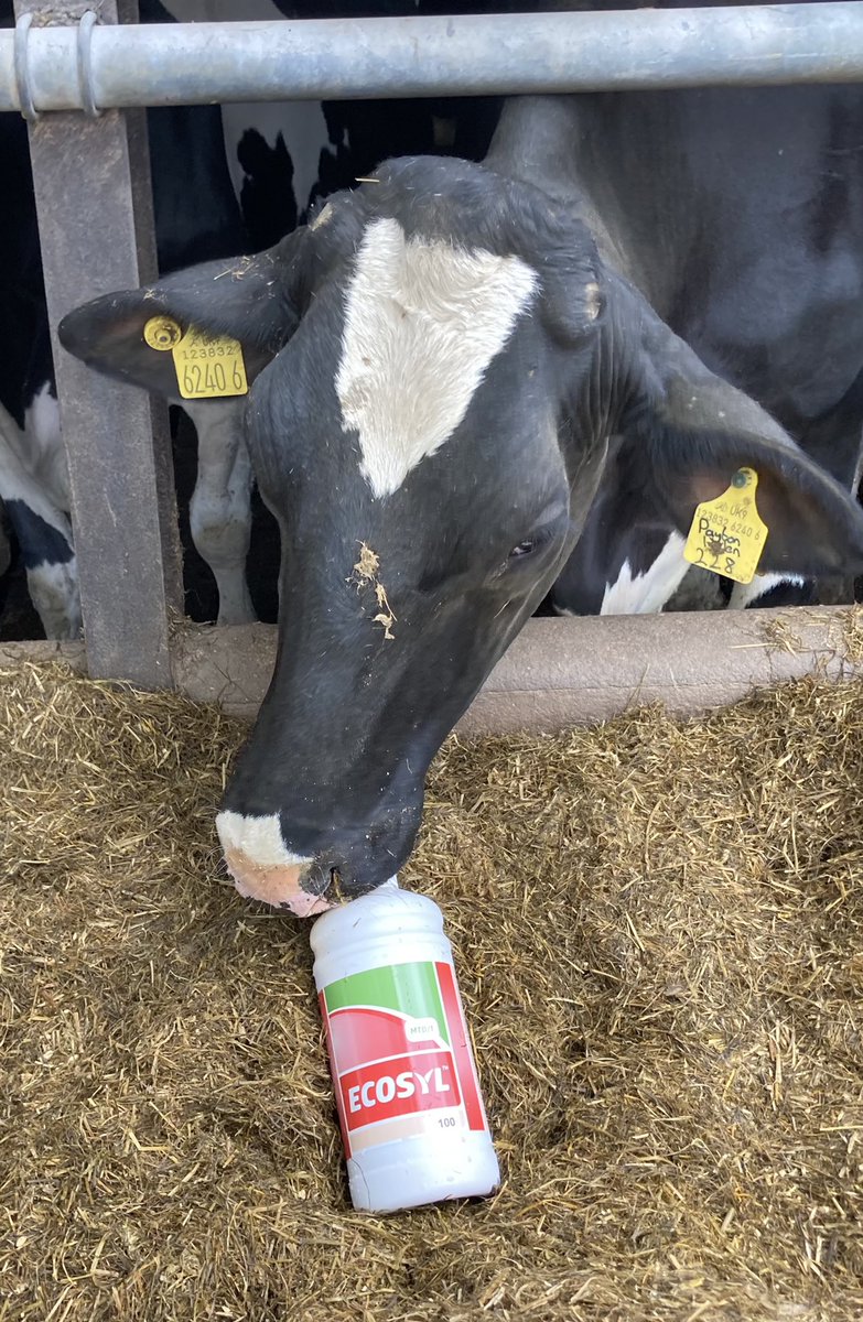 Dunaird Holsteins tweet media