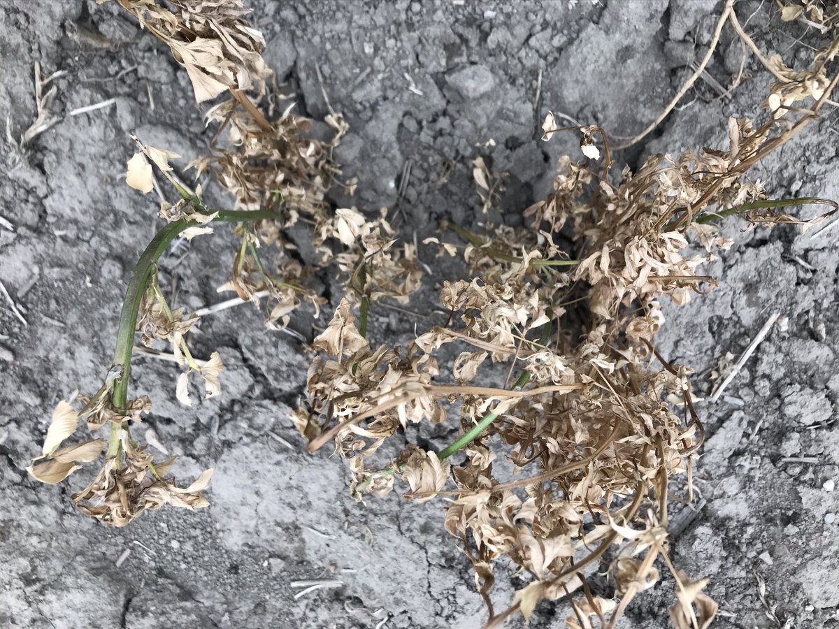 MarcMaisonneuv6's tweet photo. It’s definitely Lontrel time with your glyphosate tank-mixes or with Steadfast IS in conventional corn - reap the thistle & legume weed control, reap the rewards. #snuffthefluff #sprayclean https://t.co/XhiKdcVLMD