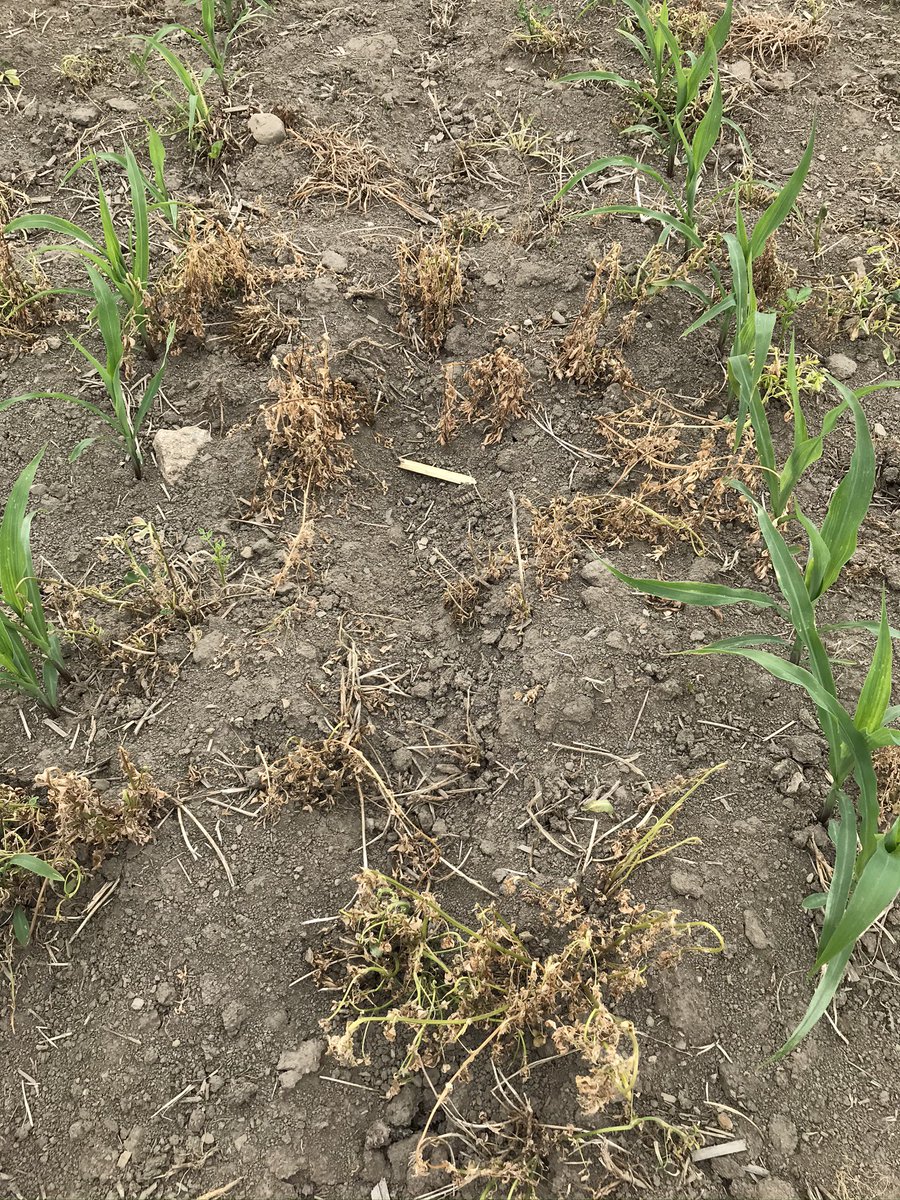 MarcMaisonneuv6's tweet photo. It’s definitely Lontrel time with your glyphosate tank-mixes or with Steadfast IS in conventional corn - reap the thistle & legume weed control, reap the rewards. #snuffthefluff #sprayclean https://t.co/XhiKdcVLMD