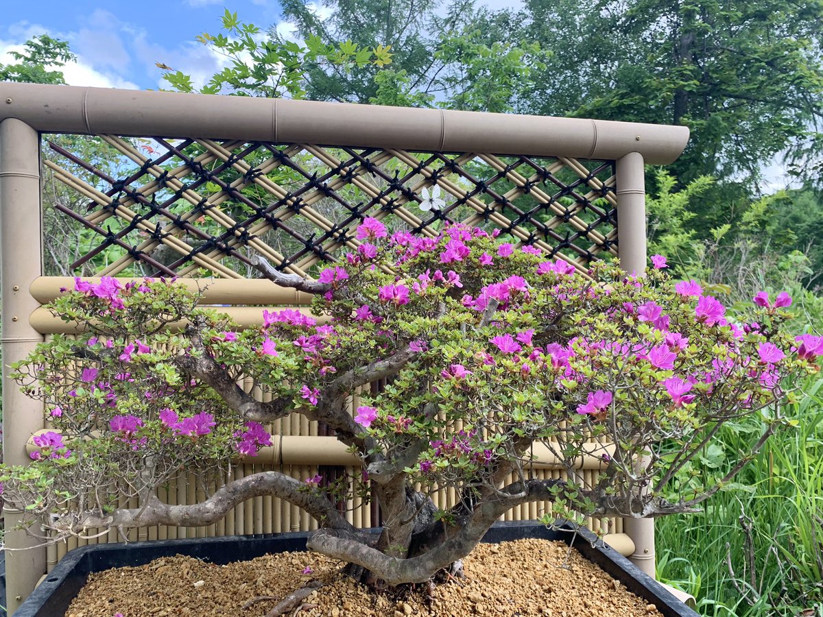 3週間ほど前に根洗して植え替えたミヤマキリシマツツジが咲きました