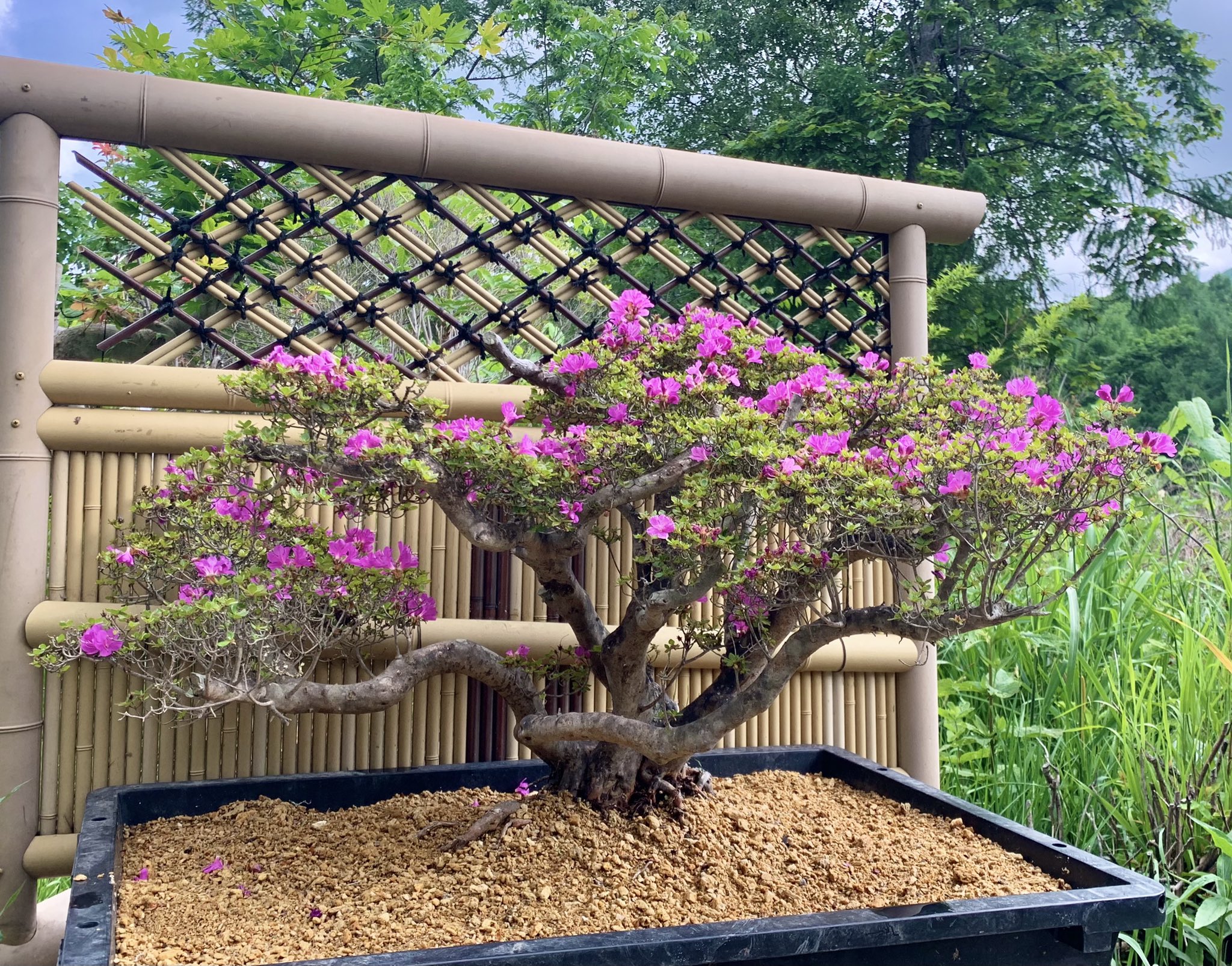 楽しい盆栽日記 3週間ほど前に根洗して植え替えたミヤマキリシマツツジが咲きました 今年は花は少ないので満開になるように育てたいです モンシロチョウがとんて飛んでいました ミヤマキリシマツツジ 深山霧島ツツジ 根洗い Bonsai 盆栽