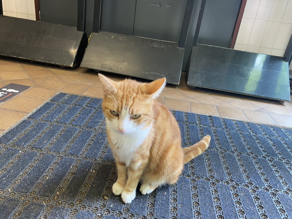 Ned’s Trains tweet media