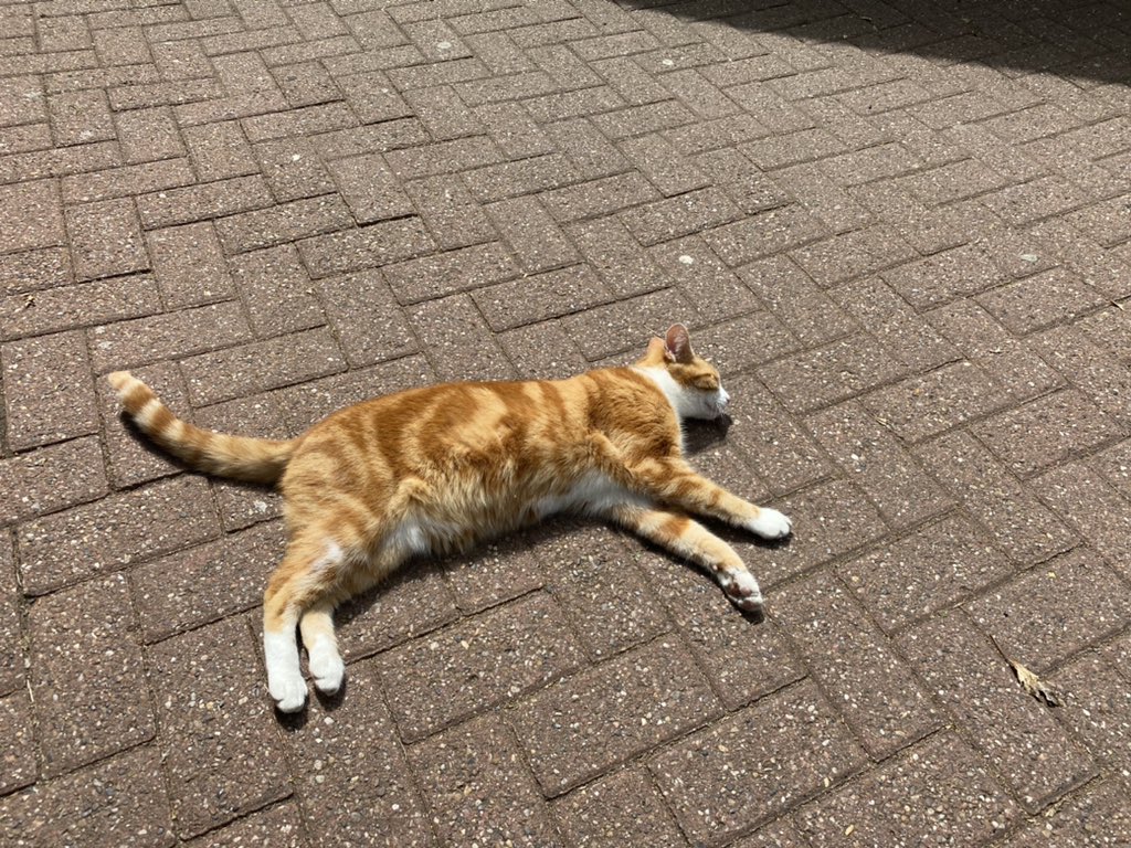 Ned’s Trains tweet media