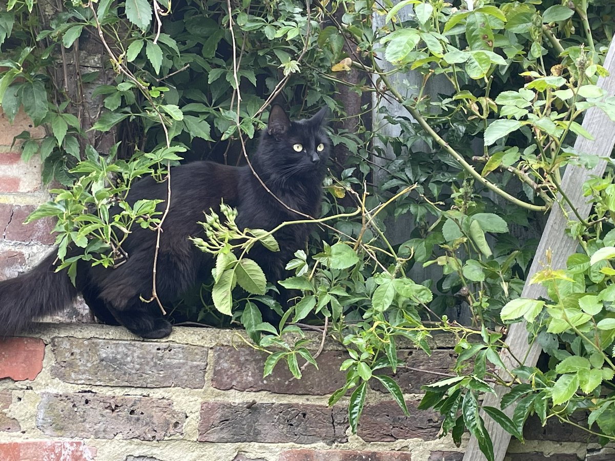 Jaxcross69's tweet image. Happy #Caturday everyone! I am doing some camouflage training today in the garden #CatsOfTwitter #BlackCat #camouflage