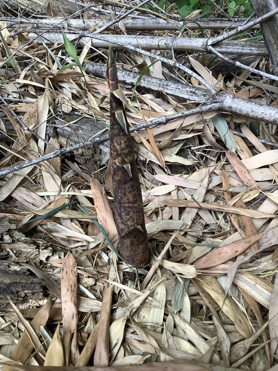 夜の新城市民 Yorunoshinshiro Twitter