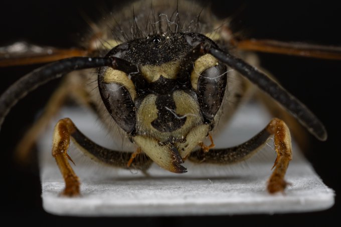 クロスズメバチの特徴 たった5分で黒い蜂の正体と対処法がわかる 生活110番