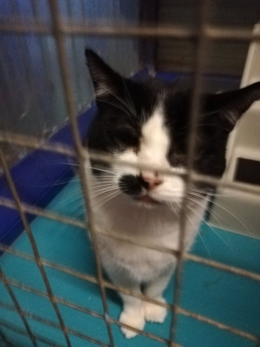 IFRcats's tweet photo. George would love to be in a forever home, not a cattery! #IFRGeorge2 https://t.co/0tKIB7AzZ7