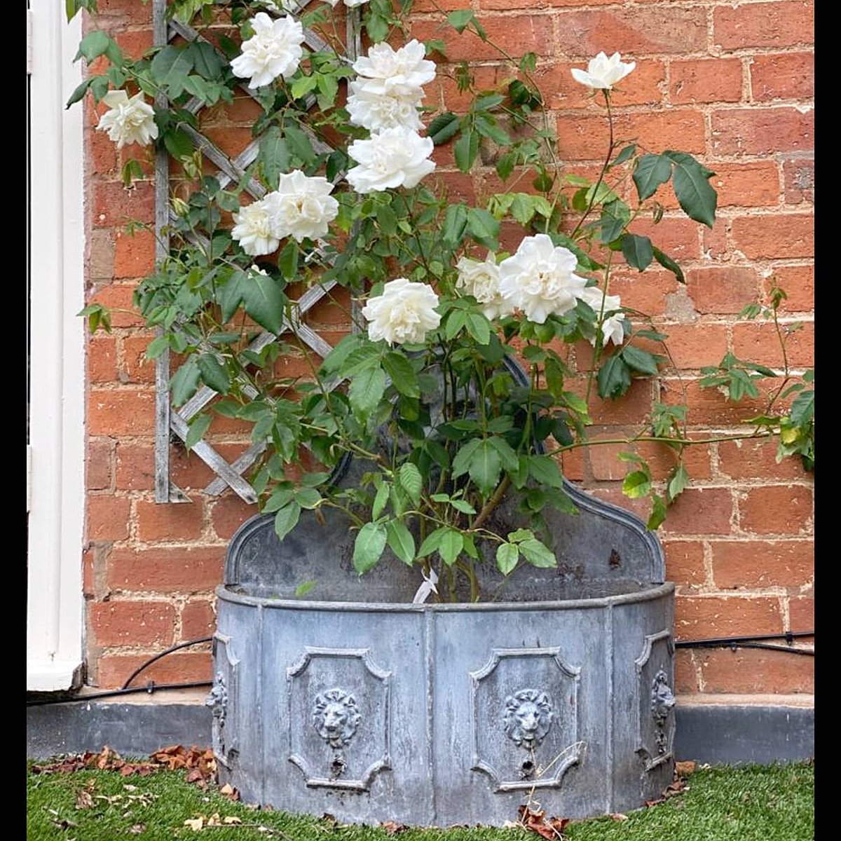 A very happy Rosa 'Madame Alfred Carrière' climbing #rose, planted on a south facing wall it has grown from a 2ft potted plant to an 8ft in just thirteen months! Even the 2nd #ClimbingRose planted in a lead planter on a North facing wall has grown to 4ft😊
#madamealfredcarriere