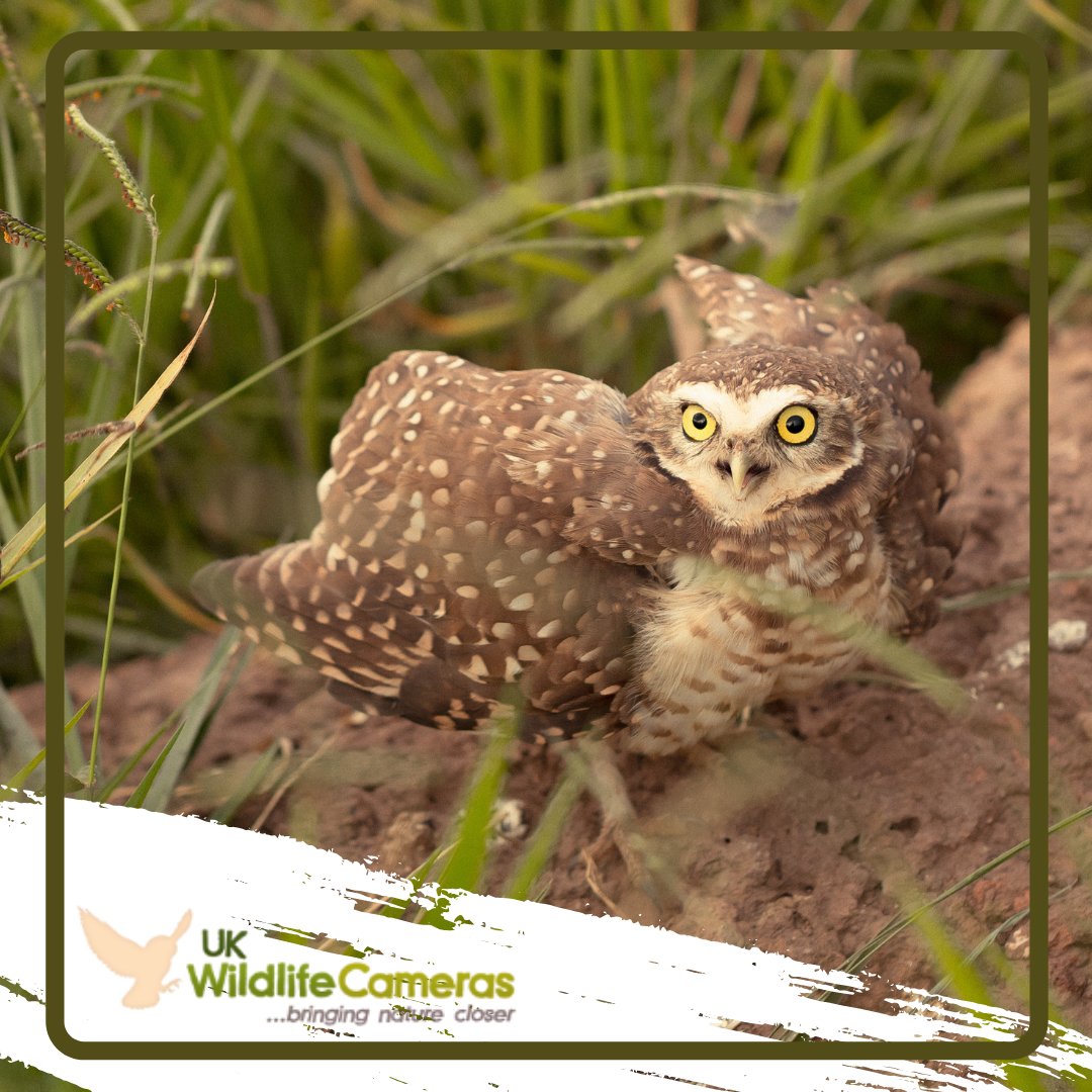 Our primary objective is to bring nature closer to you. Observing small animals and birds is a fun and rewarding hobby. We aim to give you the best possible experience with exceptional products and a first-rate service.

ukwildlifecameras.co.uk

#wildlife #nature #trailcams