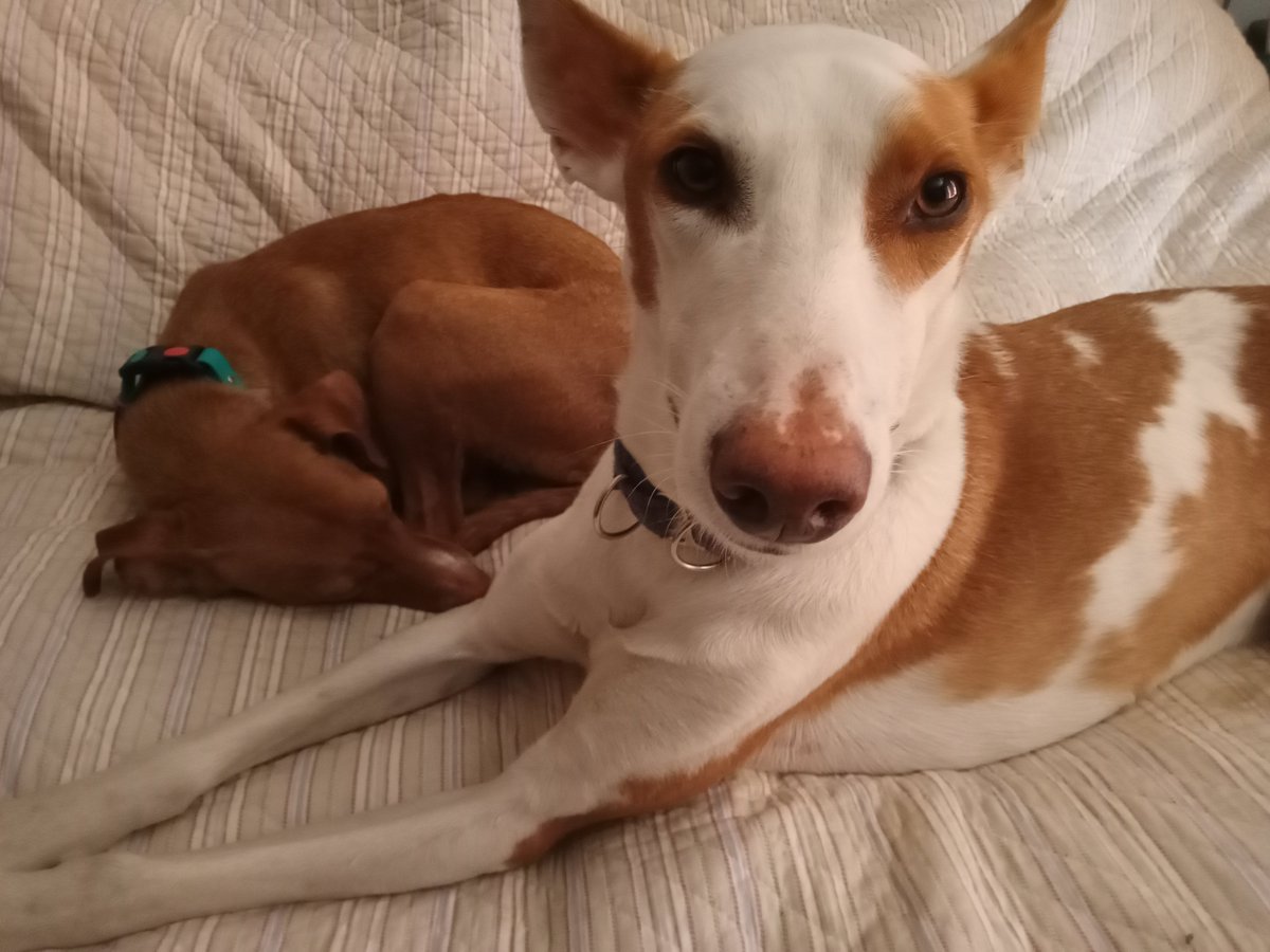 Sunday arrived 2 weeks ago, Pedro is beginning to come round...she's a tiny tornado though. #RescueDogs