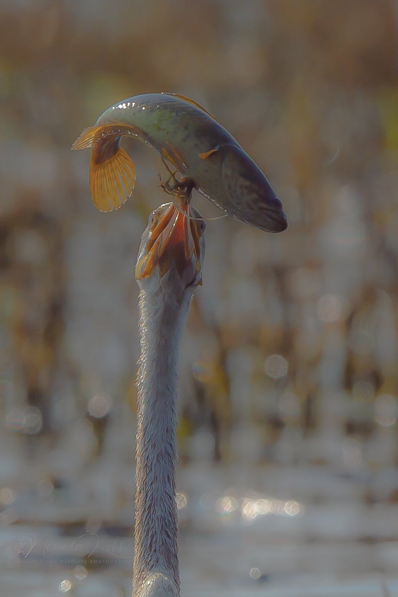 facebook.com/groups/2591321…

Lets Spread Love for Nature and Wildlife through Photography..

Click on the Link above to Join👆👆🍀

<a href="/IamCJha/">Chandan Jha</a>
<a href="/Neerup86/">neeru puri -understanding coexistence</a> <a href="/LetsTalkEdun/">#LetsTalkEducation </a> <a href="/MeenakshiMalha2/">Meenakshi Malhari</a> @EMC_Delhi <a href="/shraddha_pn/">everydayshraddha</a> <a href="/FromHeena/">Heena Jain</a> <a href="/twt_ashish/">Ashish Chaudhary</a> <a href="/PbpandeyB/">B P Pandey</a> <a href="/UNEP/">UN Environment Programme</a> <a href="/guardianeco/">Guardian Environment</a> <a href="/greenchough/">Priya Singh</a> <a href="/shail2018/">Shailendra Sharma</a>