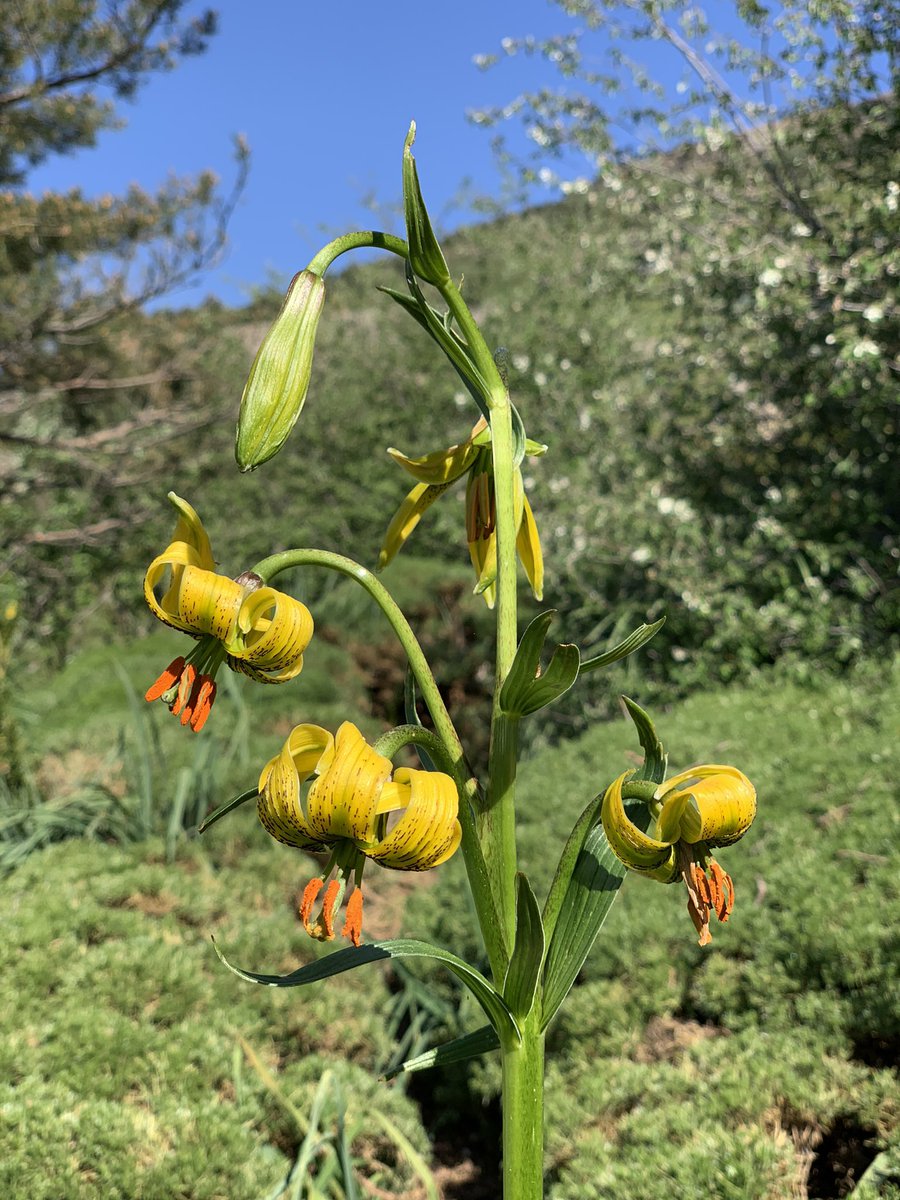 Qué bonito tenemos el <a href="/Valletena/">Valle de Tena</a> 😍
