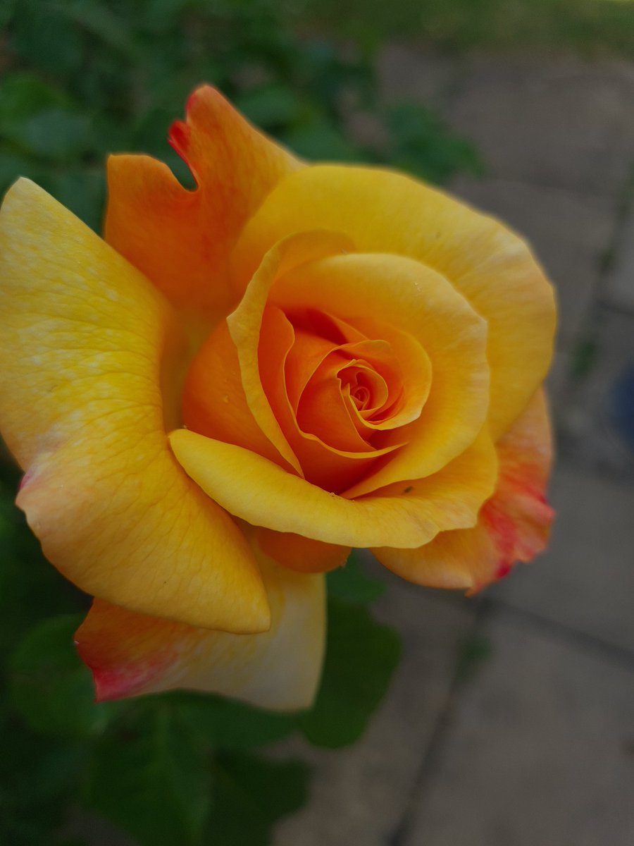 McSlippers's tweet image. Roses are back #roses