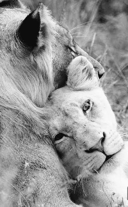 Bom dia! Feliz dia dos namorados a todos os casais do site, em especial, aos casais rubro-negros. 🦁