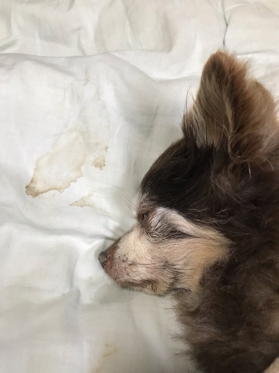 KotaroOnly's tweet photo. コタロウ、

昨日からの原因不明の出血と
歩行時のナックリングが心配で、

今日、主治医に診てもらった。

診察結果は腎不全の中期で、尿毒素が脳に回り始めたとの事でした

毎日、辛そうで、安楽死も考えてしまった

どうすればいいのか、わからない😭 https://t.co/aHoV4NpTex