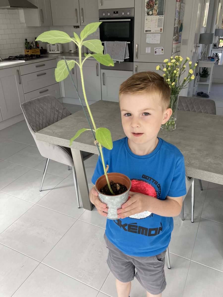Sparkle8813's tweet photo. @primary_ptfa @SkirlaughCe Harry’s sunflower is growing tall! 🌻 https://t.co/dIK98J1R5b
