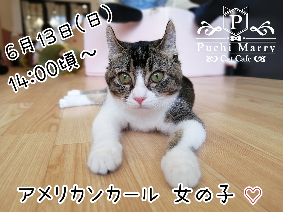 猫カフェぷちまりー Puchi Marry お名前決めイベント こんにちは 札幌店です 明日6月13日 日 14 00頃 やんちゃなアメリカンカールのお名前決めイベント開催予定です 可愛い猫ちゃんのお名前を決めるのはアナタ 店内できる限りの感染症