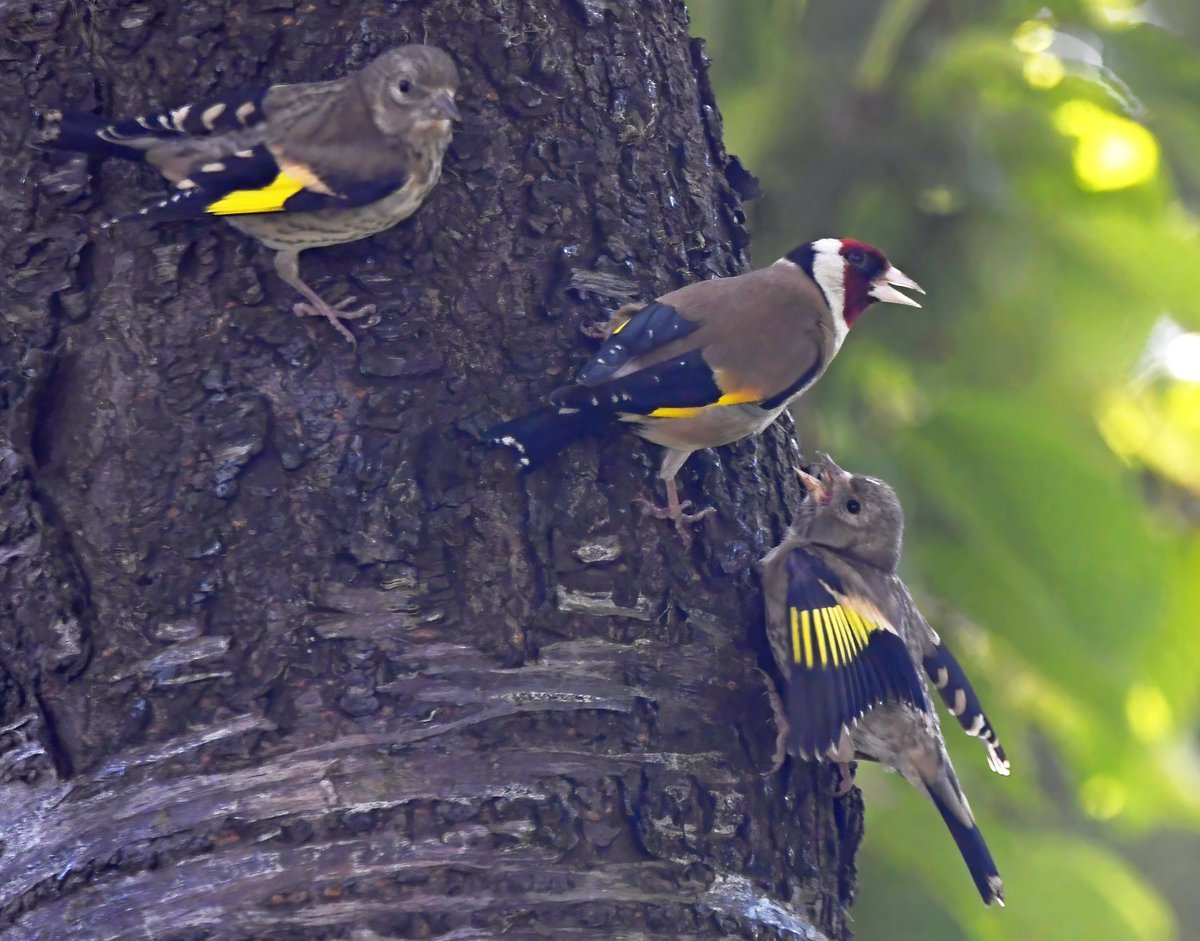 2 juvenile Goldfinches with a parent on a tree trunk in my Somerset garden. 😀
#MoreBirdsLessPolitics #TwitterNatureCommunity 🐦