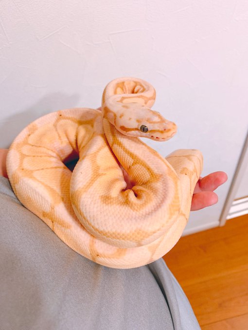 蛇 高画質 のtwitterイラスト検索結果 古い順 蛇 高画質 のtwitterイラスト検索結果 古い順