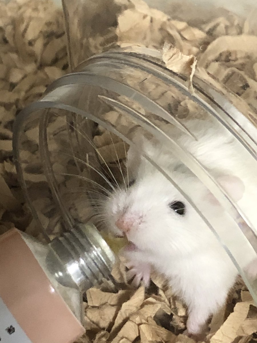 笑顔なしらたまちゃん🐹