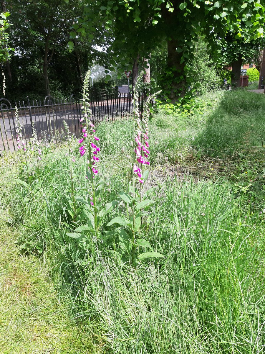 In May we participated in #NoMowMay.  The front lawn has now been mowed so the toddler group can use it but we have left some areas with a “Mowhican” to ensure we have a mixture of short & long-grasses. #ChurchesCountonNature #EcoChurch @ARochaUK @CofEEnvironment @Love_plants