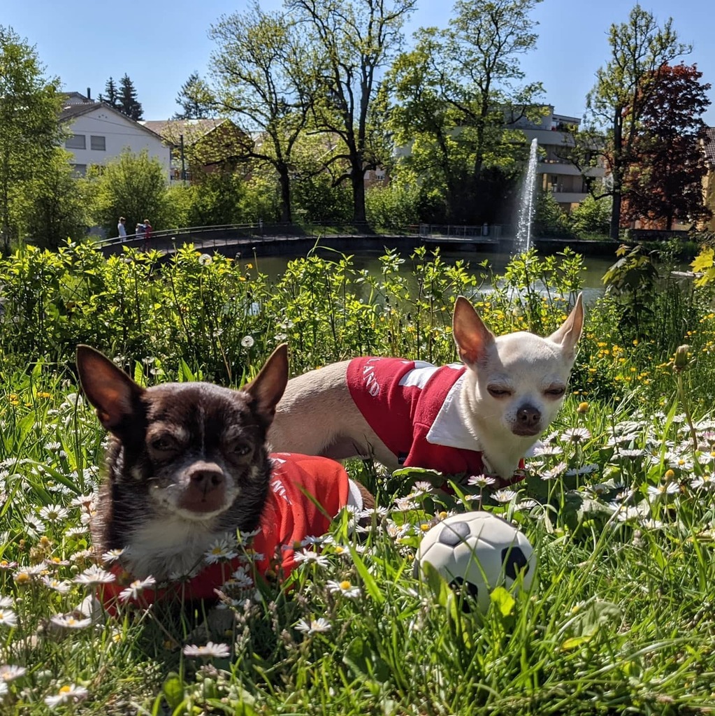 BaslerMeitli's tweet photo. Hopp Schwiz
#WALSUI #euro2020 #swisschihuahua #hoppschwiiz #schwizernati #chihuahuasofinstagram #swissfootball #swisssupporters #swissfan #swissfootballfans #weloveschwizernati #goboys #natimiteuch https://t.co/jKU6jvvseb https://t.co/TSh4lT3yIN