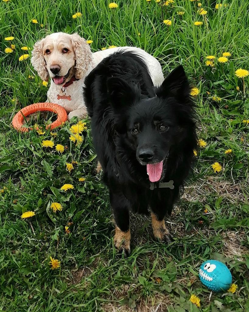 Боня и Грей