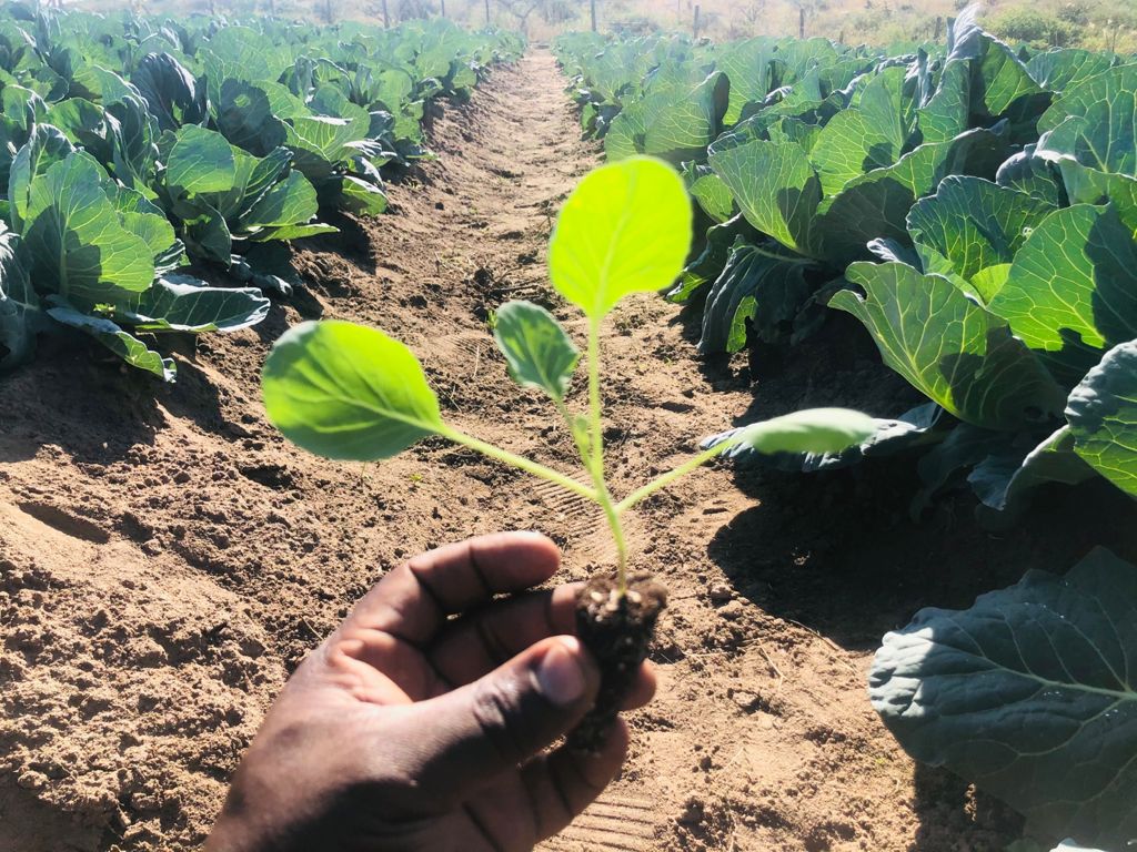 BenicaTheFarmer's tweet photo. Our own Seedlings😍
Not bad for a first Attempter
Wanna get to a stage where i don't buy Seedlings👣My Journey
#CabbageGrower https://t.co/8kXhGwGqLA