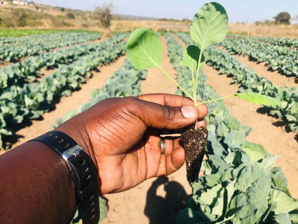 BenicaTheFarmer's tweet photo. Our own Seedlings😍
Not bad for a first Attempter
Wanna get to a stage where i don't buy Seedlings👣My Journey
#CabbageGrower https://t.co/8kXhGwGqLA