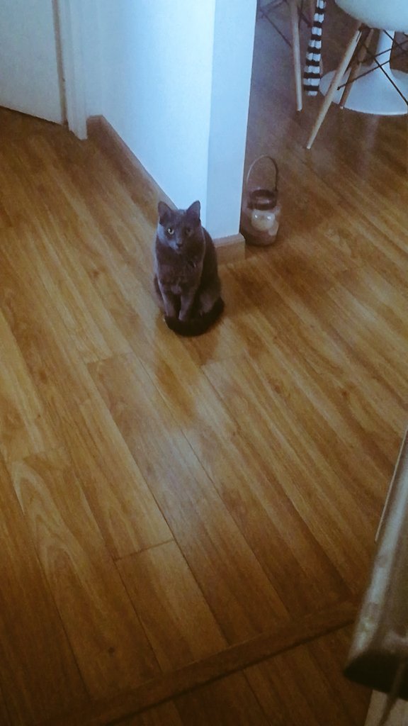 Así, entre puerta A y puerta B esperando el amanecer de sus humanos. Buen día Roma⚡.