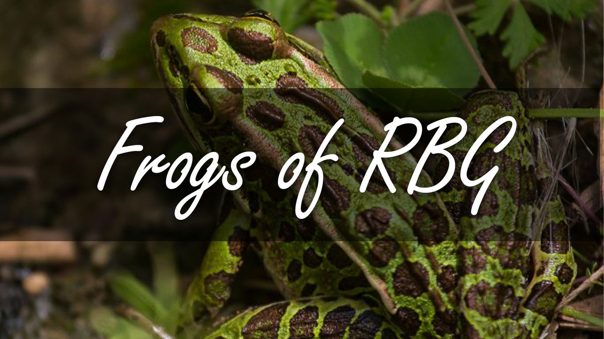 RBGCanada's tweet photo. It’s that time of year: FROG SEASON! Share this video with someone who gets just as excited about frogs as Jackson does!

🐸 Watch: https://t.co/J41dZNVmu1 https://t.co/SMeu6zkD5R