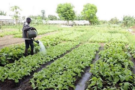 #Gabon : le secteur de l'alimentaire devra désormais à s'approvisionner au moins à 50% en local | agenceecofin.com/gestion-publiq…