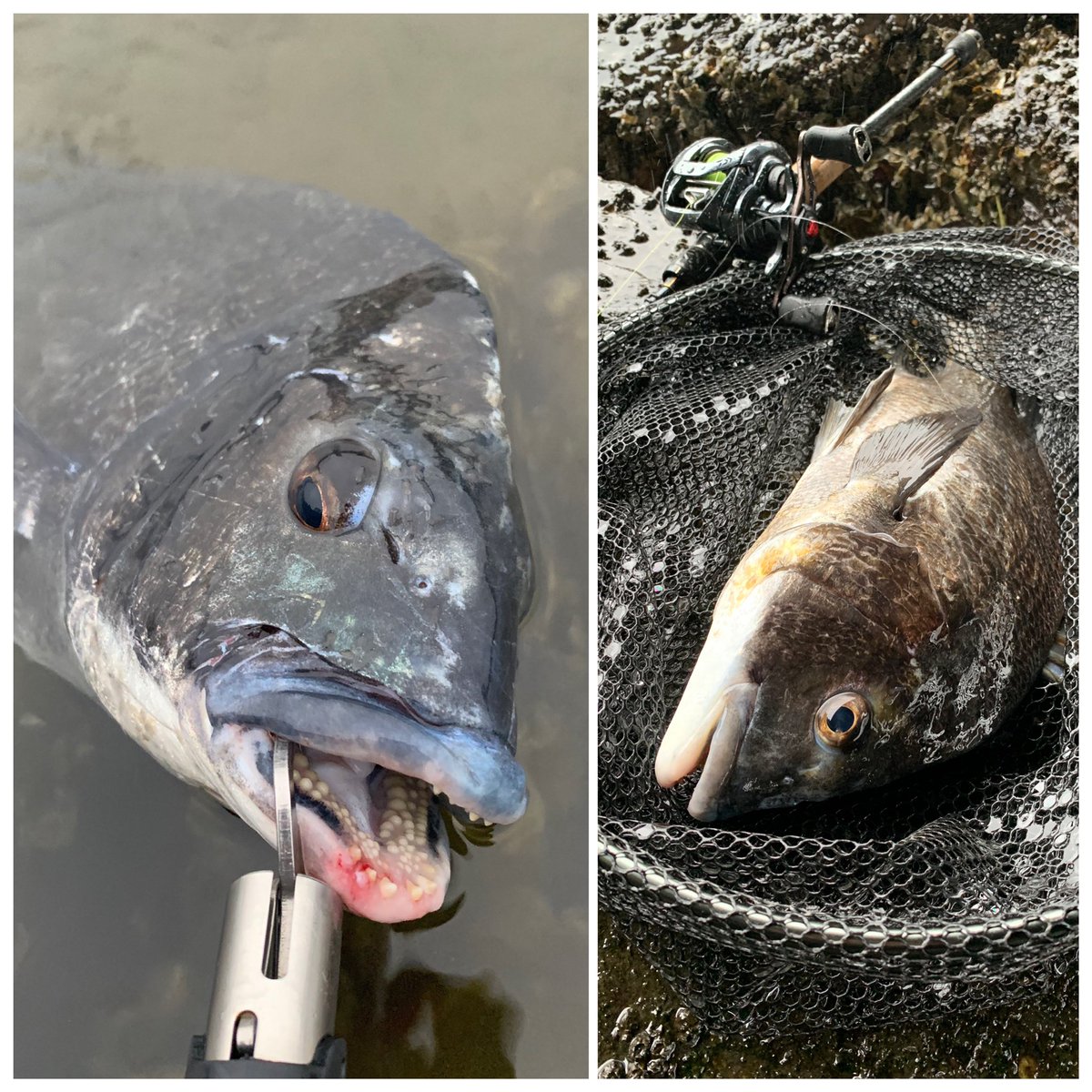 Kuromegane Kuromegane0803 Twitter