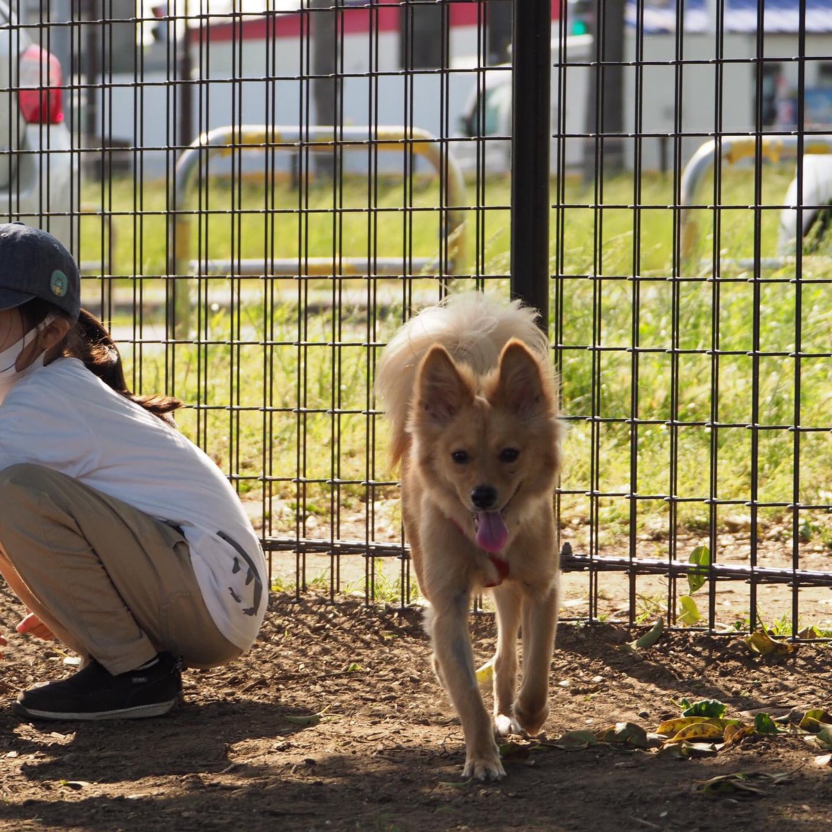 元保護犬まめとイラスト V Twitter まめ ドッグランデビューしました 初めてリードを外してみましたが 家族から離れず 呼び戻しもしっかりできて安心しました ボールを追いかける余裕はなかったけど クン活や呼ばれて走るを楽しみました 元保護犬