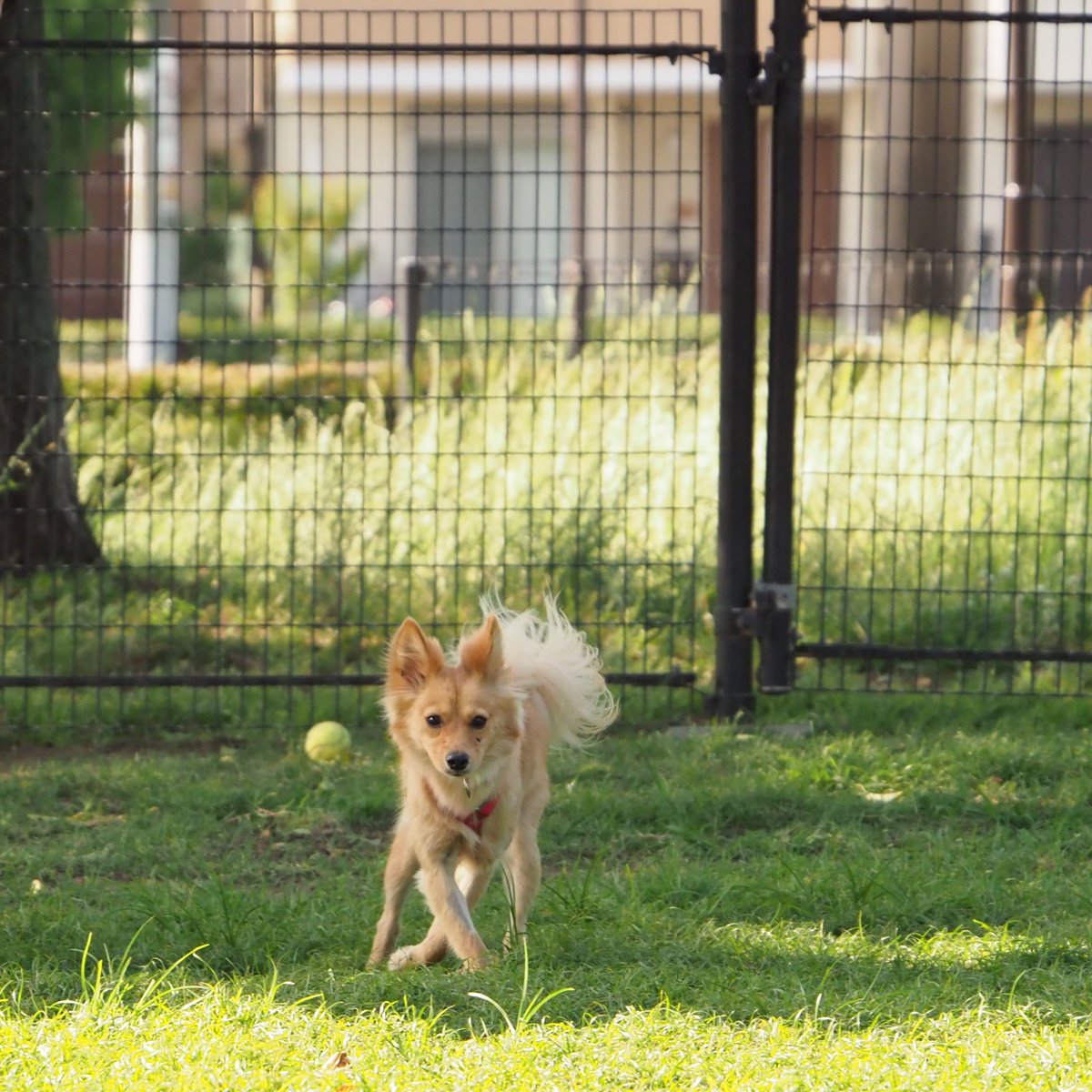 元保護犬まめとイラスト V Twitter まめ ドッグランデビューしました 初めてリードを外してみましたが 家族から離れず 呼び戻しもしっかりできて安心しました ボールを追いかける余裕はなかったけど クン活や呼ばれて走るを楽しみました 元保護犬
