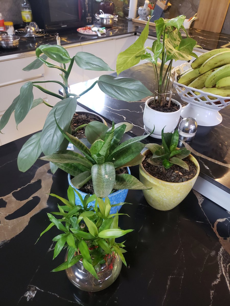 vickyved's tweet image. #saturdaygardening 🌱🌿🌵☘