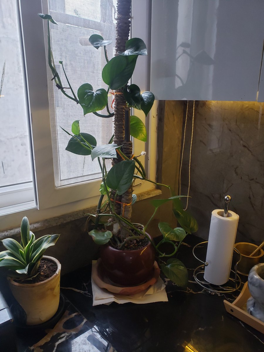 vickyved's tweet image. #saturdaygardening 🌱🌿🌵☘