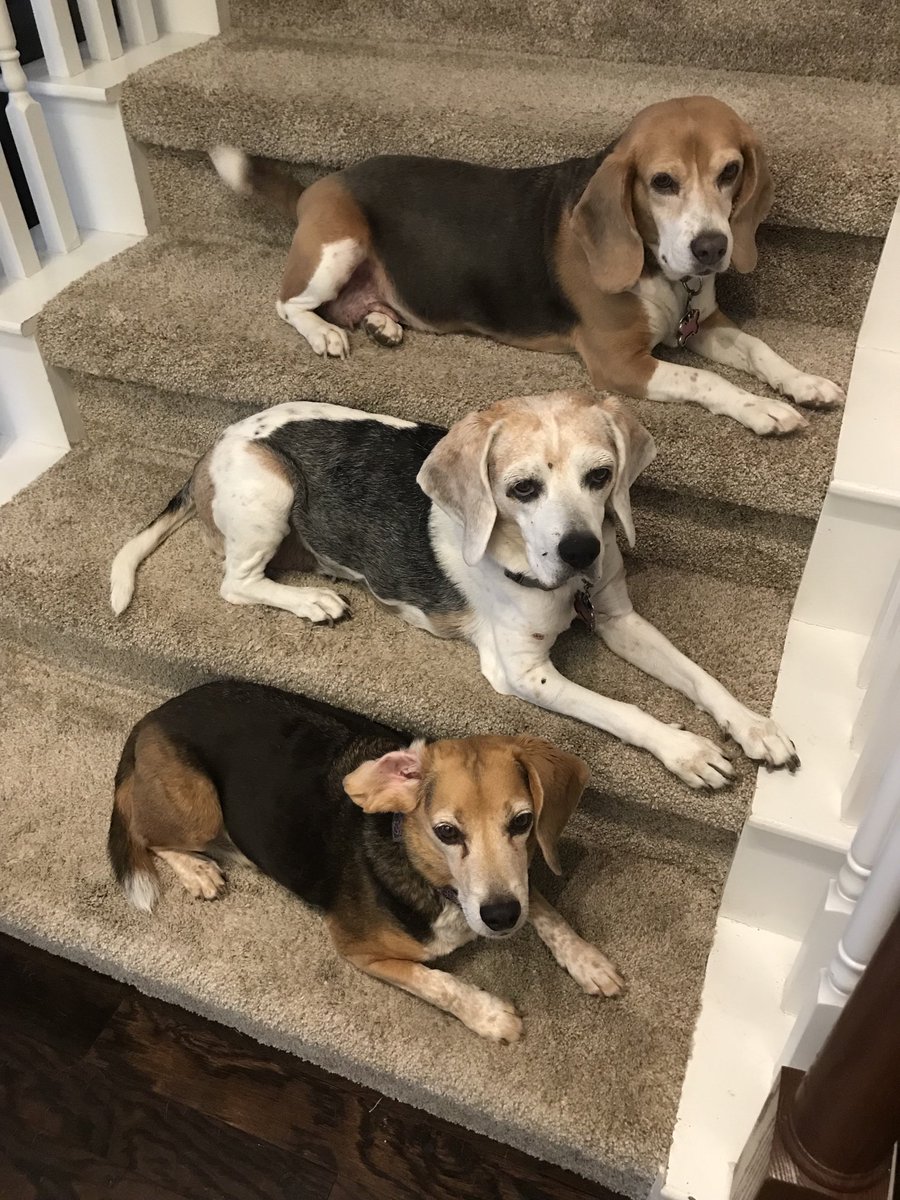 mammalooney's tweet photo. Learning to wait is an important Social Skill. I forgot their toothbrush treat and found these three patiently waiting and showing such good manners! #SEL #SocialSkills #SCSS #1LISD #ParksideStrong #Beagles #BeagleFacts https://t.co/jNaVDCEf9b