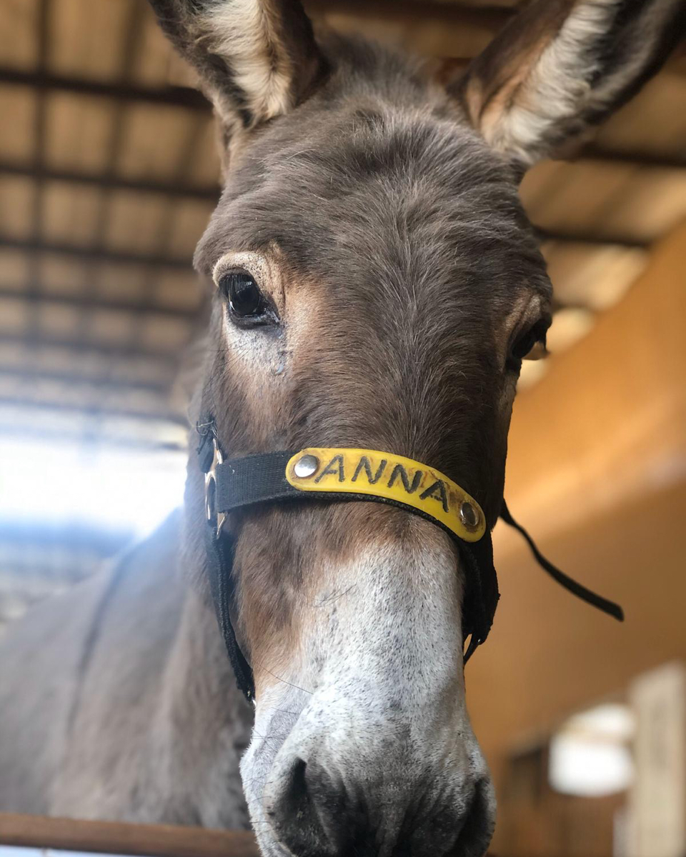 🧡 Anna here at our sanctuary in Israel wishes you all a very happy weekend 🥕