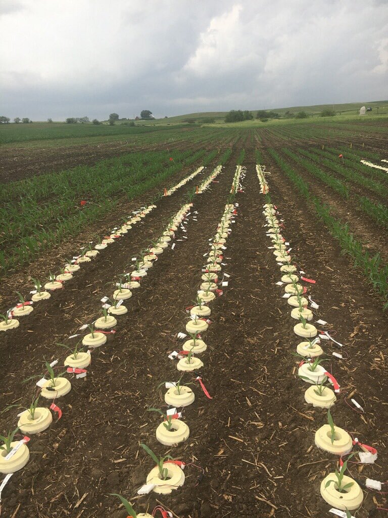 HiFiGenetics's tweet image. One of our #RootTracker fields finally got some much needed rain yesterday in parts of Iowa.  #rainmakescorn