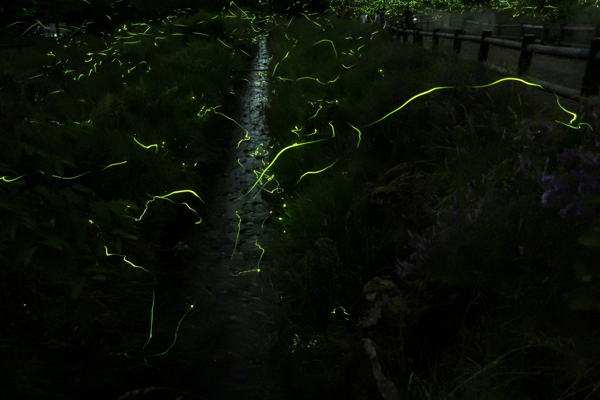 団子坂 今年の松尾峡は すごくホタルが跳んでいる 辰野 ほたる祭り 松尾峡 蛍 T Co 9kzexyk0no Twitter